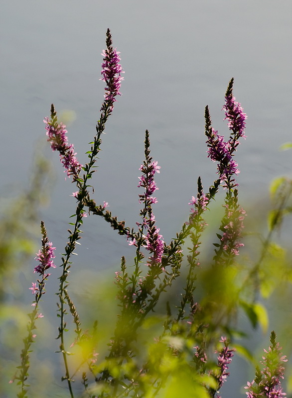 Blume Geldern Straßenmaler D35_9845 als Smart-Objekt-1 Kopie.jpg - Am nächsten Morgen gegen 7.00 Uhr bin ich mit Anton und meiner Kamera losgezogen. 